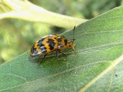 Prepopharus duponcheli