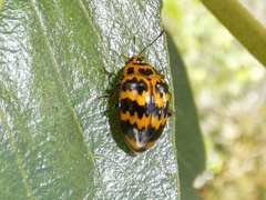 Prepopharus duponcheli