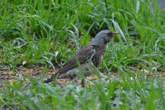 Turdus pilaris