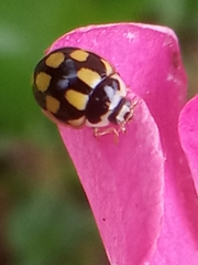 Propylea quatuordecimpunctata