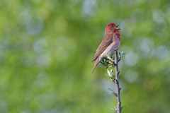 Carpodacus erythrinus