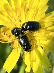 Cryptocephalus violaceus