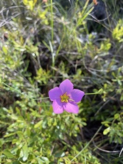 Sabatia grandiflora