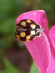 Propylea quatuordecimpunctata