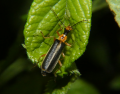 Podabrus brunnicollis