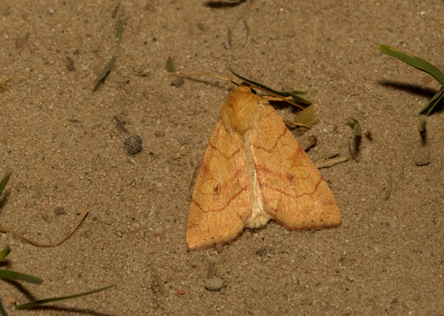 Angle-striped Sallow