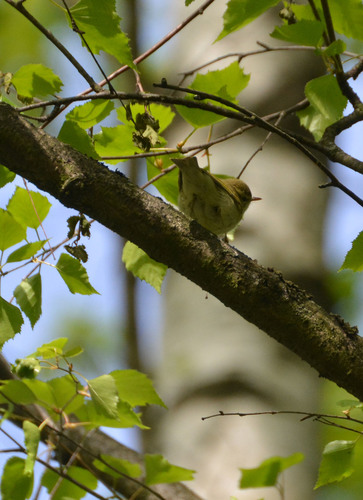 Greenish Warbler (Phylloscopus trochiloides), photo 6