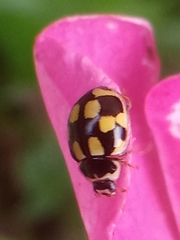 Propylea quatuordecimpunctata
