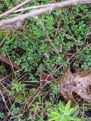 Argyrostrotis