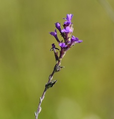 Buchnera floridana image