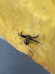 Synema marlothi