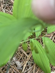 Polygonatum biflorum