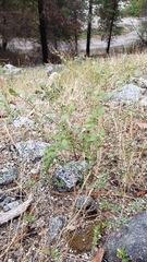 Acmispon americanus americanus