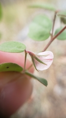Acmispon americanus americanus