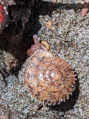 Cryptomastix germana