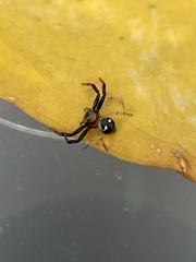 Synema marlothi