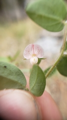 Acmispon americanus americanus