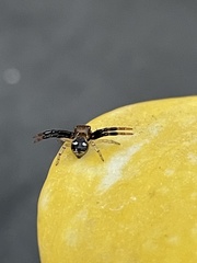 Synema marlothi