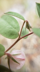Acmispon americanus americanus