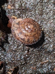 Cryptomastix germana