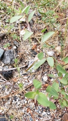 Acmispon americanus americanus