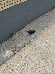 Columba livia domestica