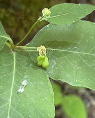 Euphorbia mercurialina