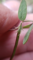 Acmispon americanus americanus
