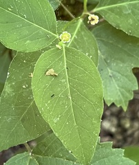 Euphorbia mercurialina