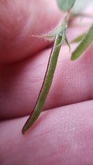 Acmispon americanus americanus