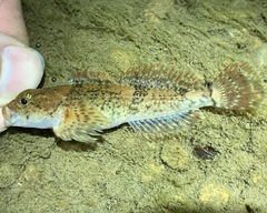 Cottus caeruleomentum