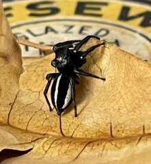 Heliophanus bisulcus