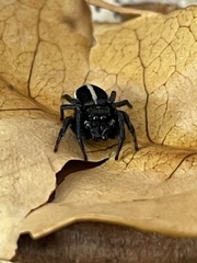 Heliophanus bisulcus