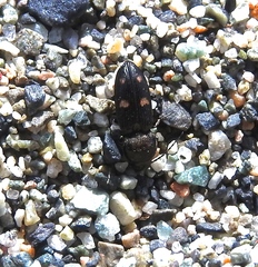 Paracardiophorus