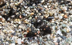 Paracardiophorus