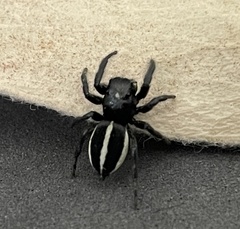 Heliophanus bisulcus