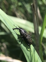 Sphenophorus maidis