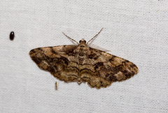 Peribatodes secundaria