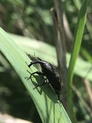 Sphenophorus maidis