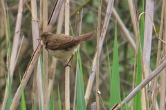 Acrocephalus schoenobaenus