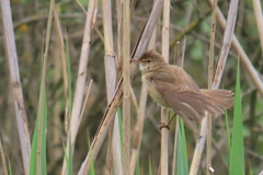 Acrocephalus schoenobaenus