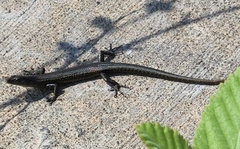 Cryptoblepharus poecilopleurus
