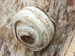 Dolichovespula arenaria