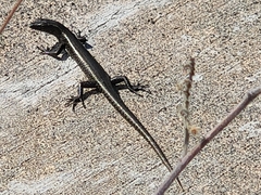 Cryptoblepharus poecilopleurus