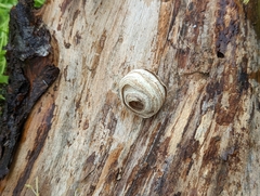 Dolichovespula arenaria