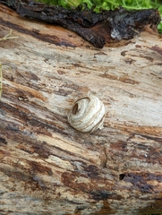 Dolichovespula arenaria