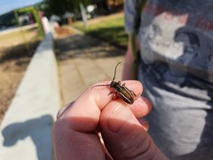 Neodorcadion bilineatum