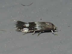 Elachista illectella