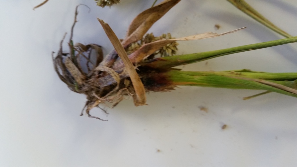DeepRooted Sedge (Invasive Exotic Plants of North Carolina) · iNaturalist