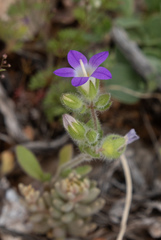Campanula erinus